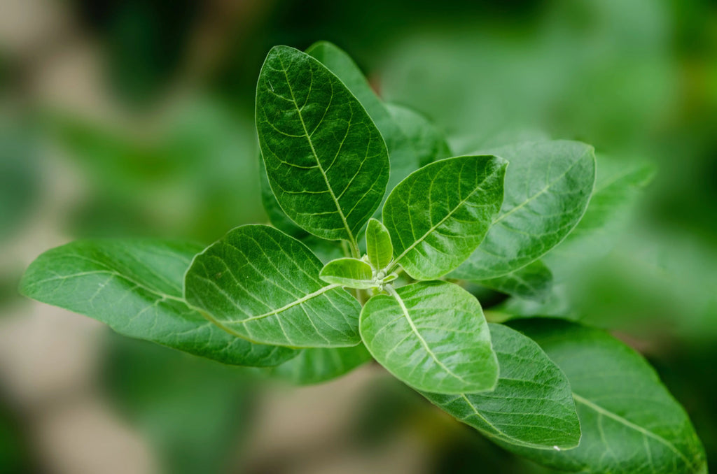 Ashwa-What? Ashwagandha and its powerful properties