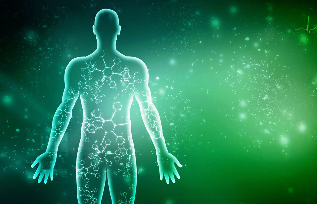 Learn how our bodies make cannabinoids