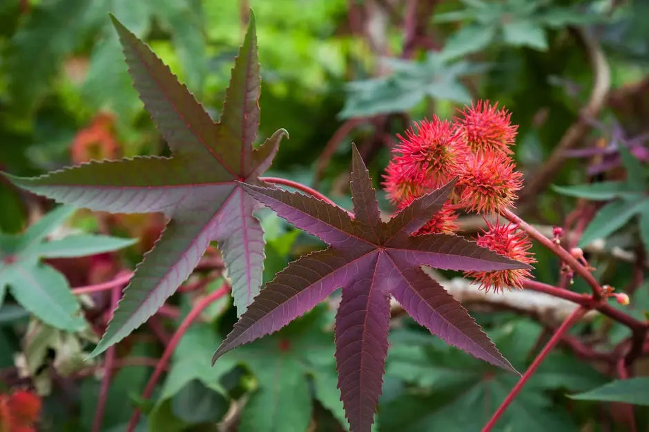 Unveiling the Wonder Oil: Castor Oil's Origin, History, Benefits, and Uses RIGHTEOUS Hemp Co.