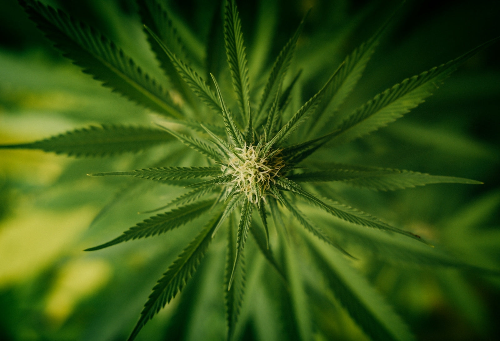 green plant in close up photography