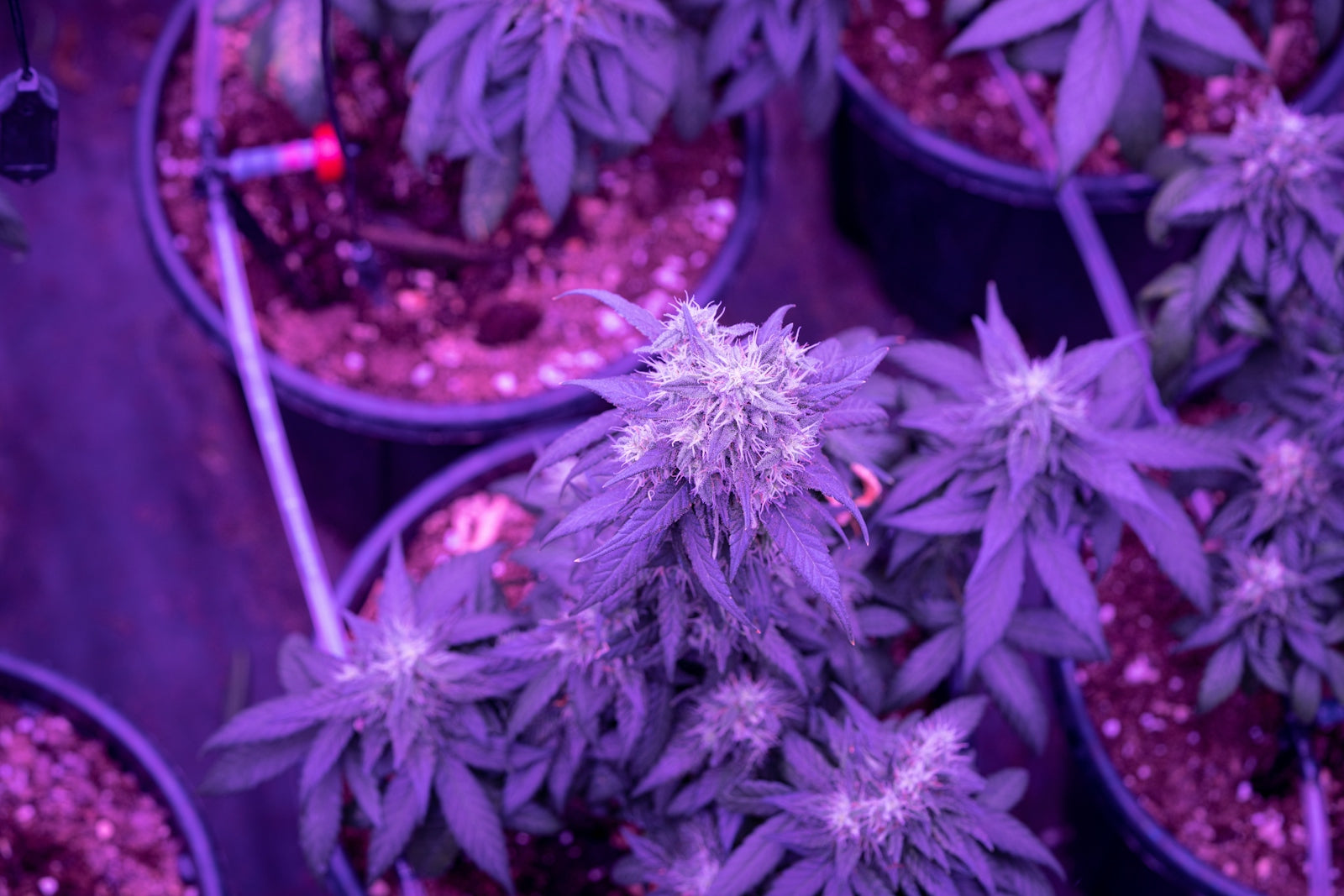 purple flowers in blue plastic pot