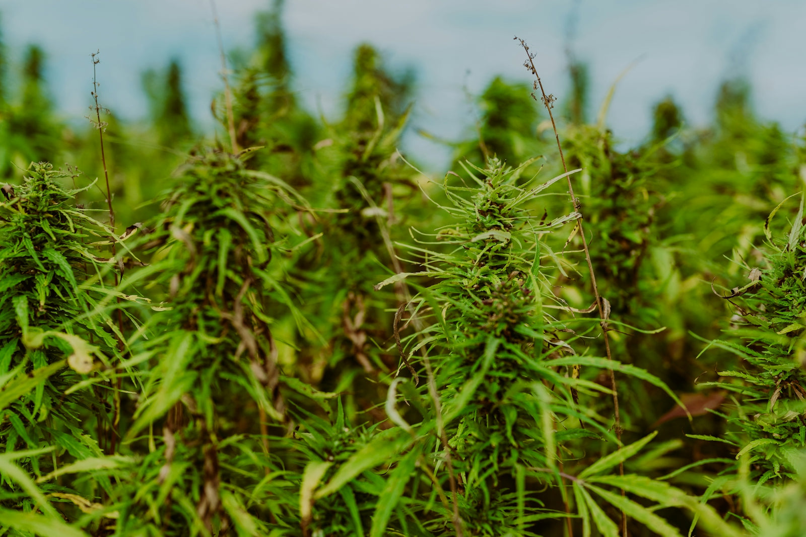 a field full of green plants under a blue sky