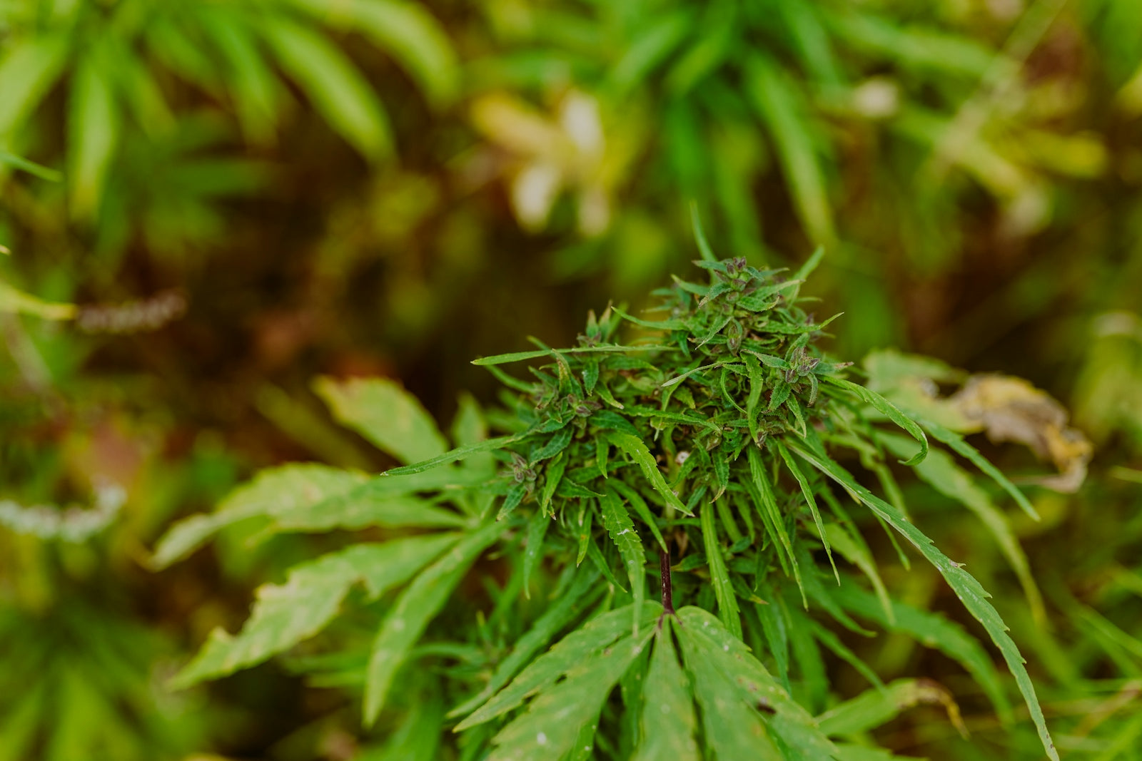a close up of a green plant with lots of leaves