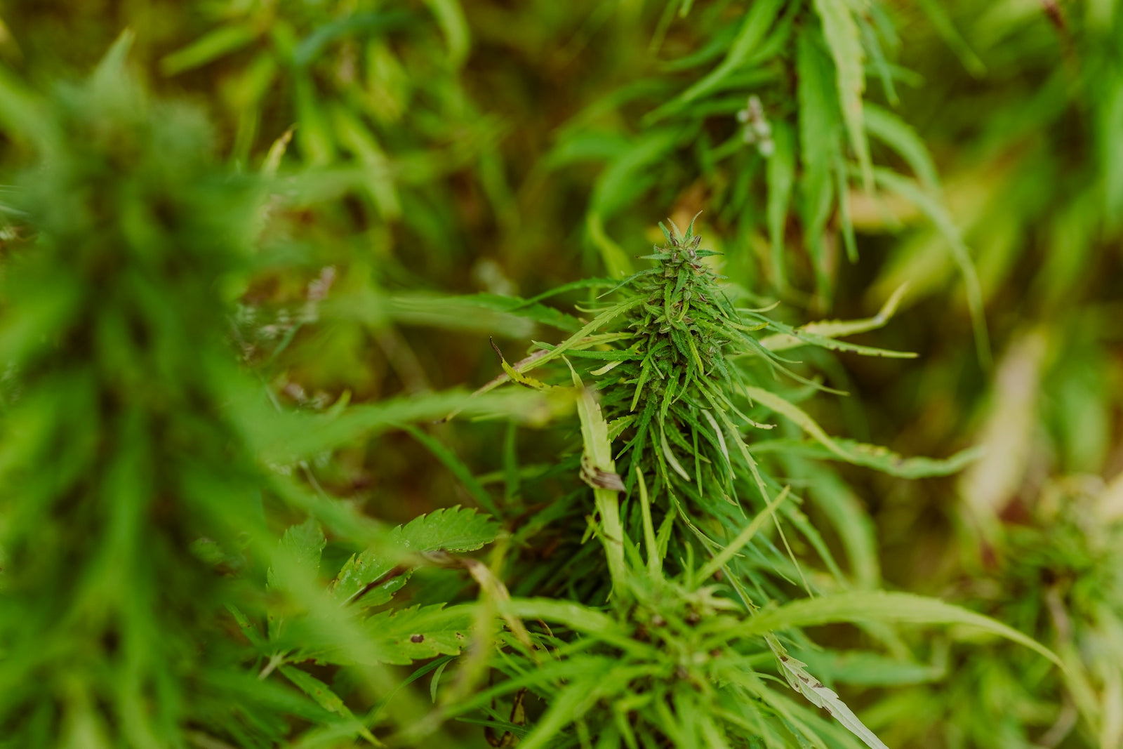 a close up of a green plant with lots of leaves