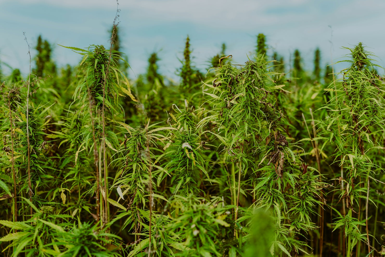 a field full of green plants under a blue sky
