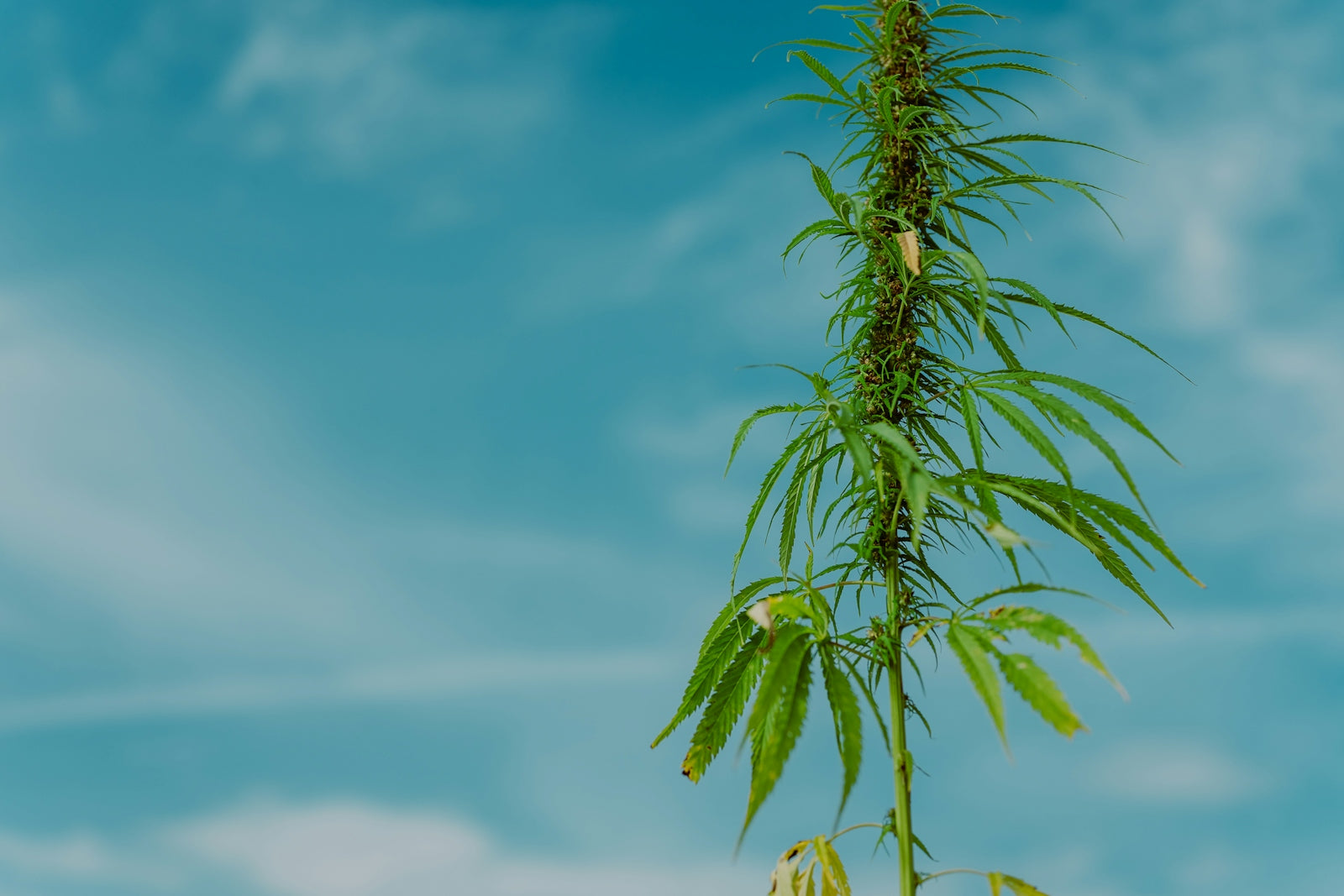 a tall green plant with a blue sky in the background