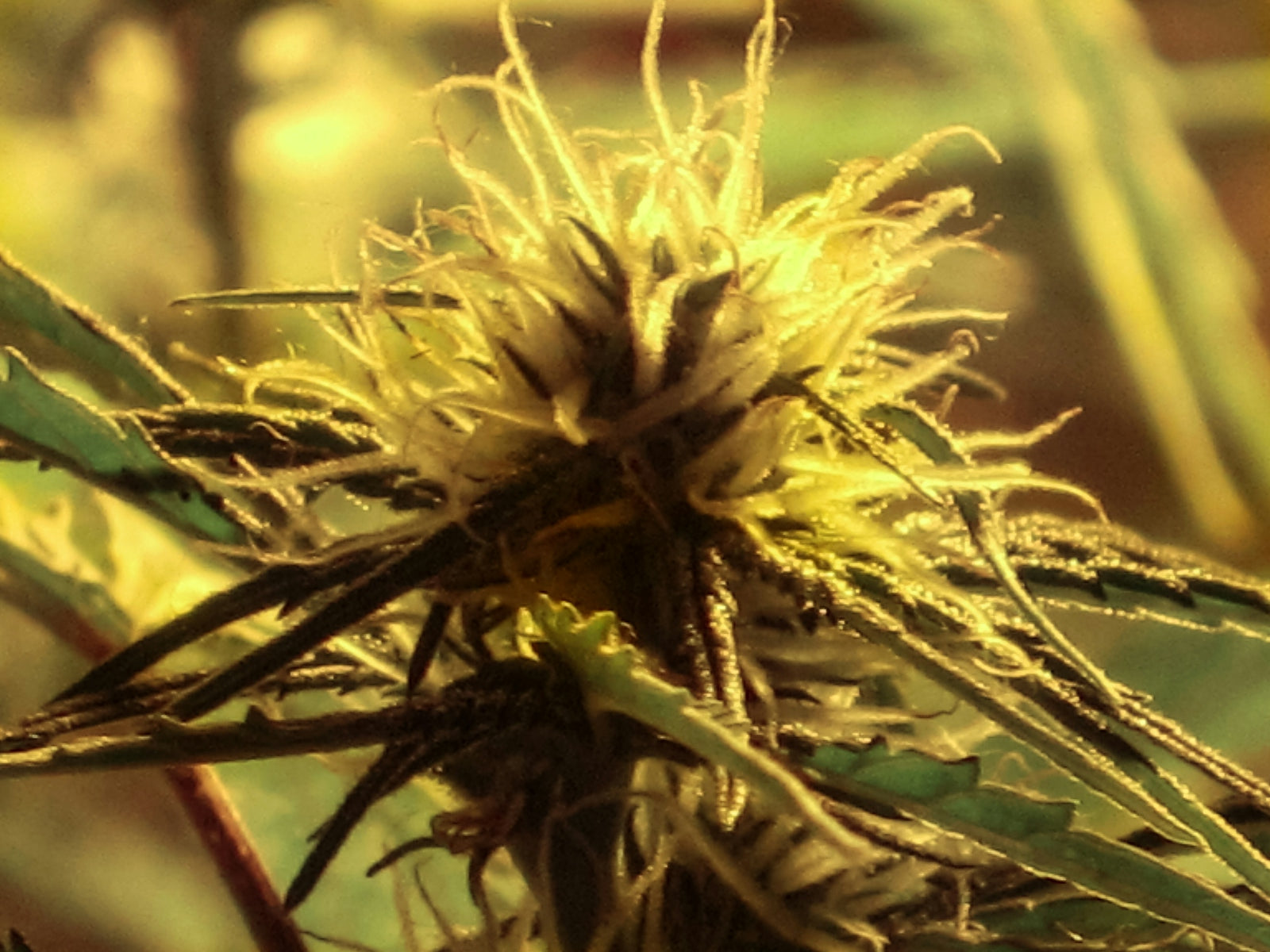 a close up of a plant